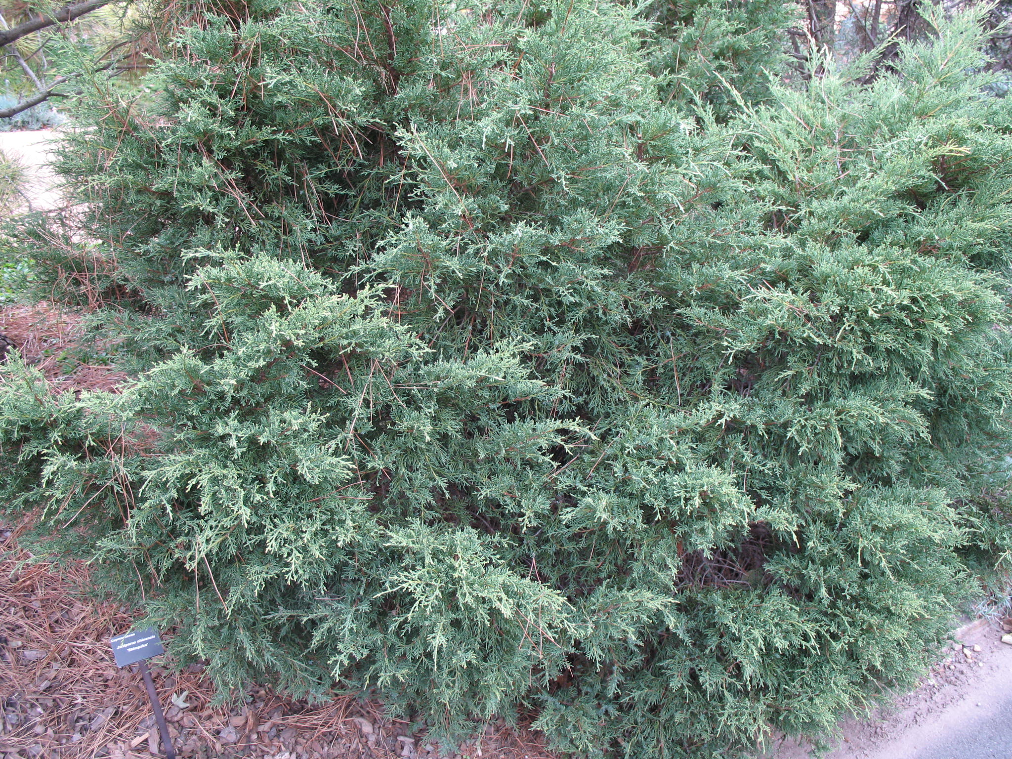 Online Plant Guide Juniperus chinensis 'Shimpaku' / Shimpaku Chinese